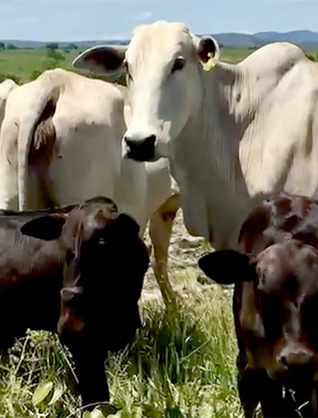 Fazenda-Barreiro-do-onca-municipio-de-arraias-Tocantins-4